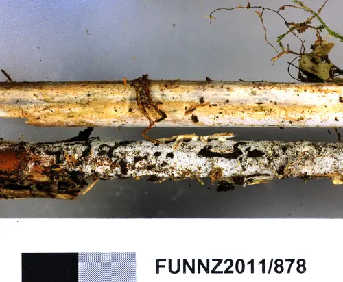 Trechispora farinacea (Trechispora farinacea), photo