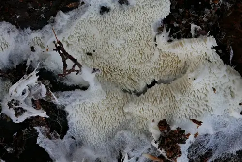 Trechispora mollusca (Trechispora mollusca), photo