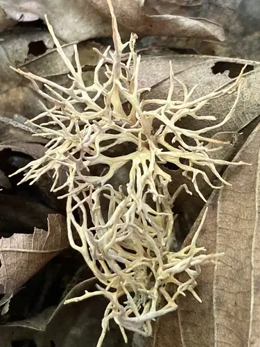 Tremellodendron cladonia (Tremellodendron cladonia), photo