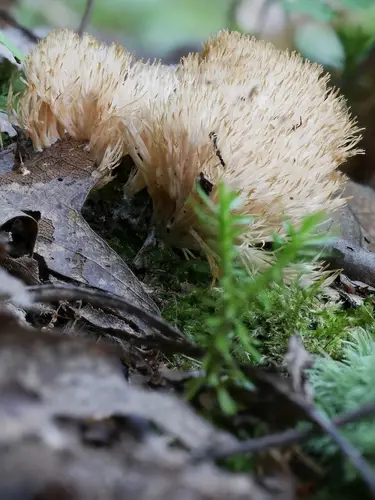 Tremellodendron merismatoides (Tremellodendron merismatoides), photo