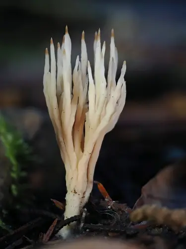 Ashen Coral (Tremellodendropsis tuberosa), photo