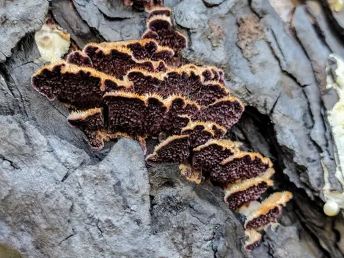 Purplepore Bracket (Trichaptum abietinum), photo