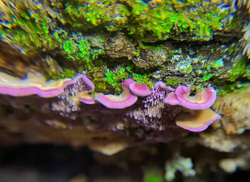 Brown Purplepore Bracket (Trichaptum fuscoviolaceum), photo