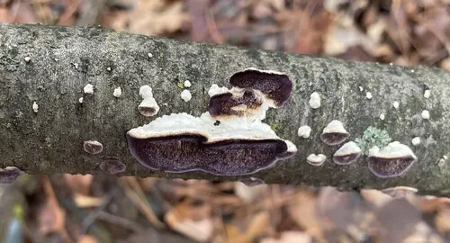 Trichaptum subchartaceum (Trichaptum subchartaceum), photo