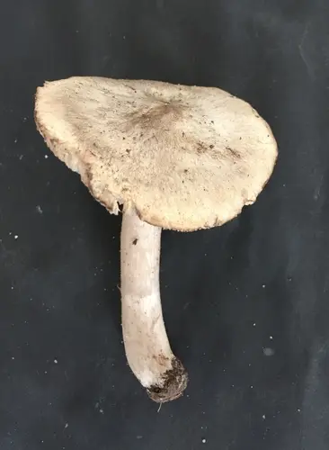 Acrid Knight (Tricholoma aestuans), photo