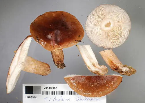 Tricholoma albobrunneum (Tricholoma albobrunneum), photo