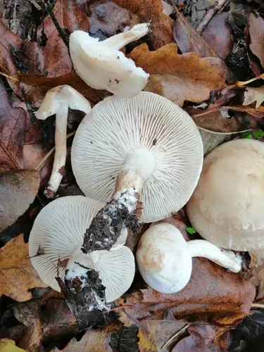 White Knight (Tricholoma album), photo