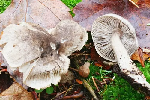 Tricholoma atrodiscus (Tricholoma atrodiscus), photo