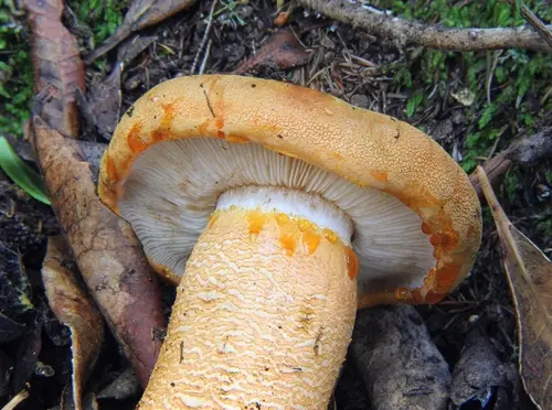 Orange Knight (Tricholoma aurantium), photo