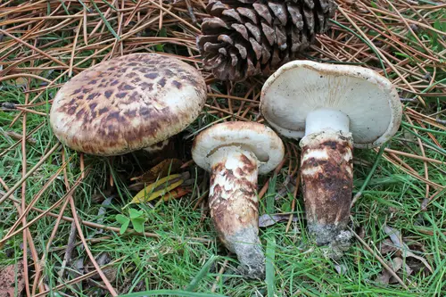 False Matsutake (Tricholoma caligatum), photo