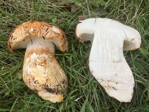Giant Knight (Tricholoma colossus), photo