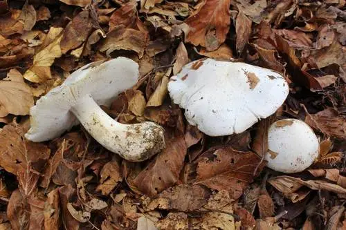Blue Spot Knight (Tricholoma columbetta), photo