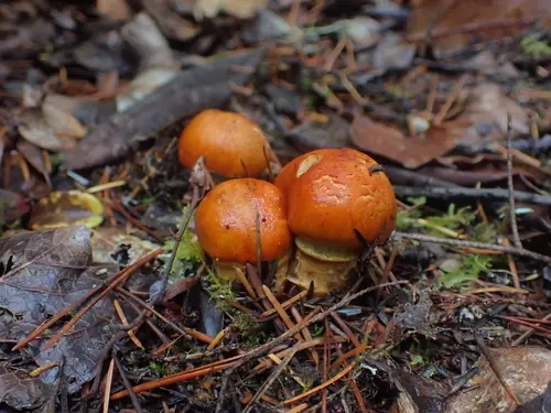 Booted Knight (Tricholoma focale), photo