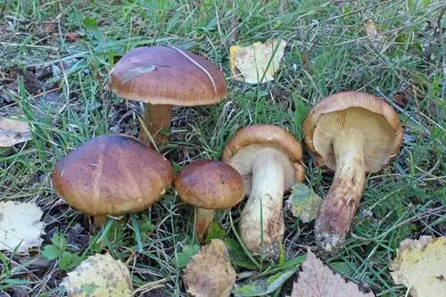 Birch Knight (Tricholoma fulvum), photo