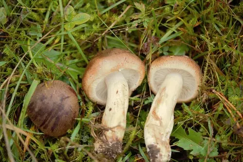 Matt Knight (Tricholoma imbricatum), photo