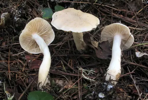 Gassy Knight (Tricholoma inamoenum), photo