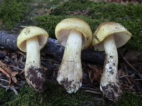 Tricholoma intermedium (Tricholoma intermedium), photo