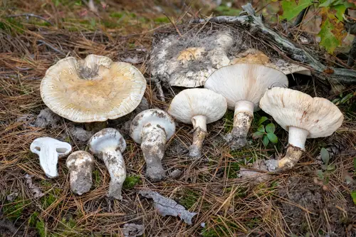 American Matsutake (Tricholoma magnivelare), photo