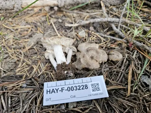 Tricholoma moseri (Tricholoma moseri), photo