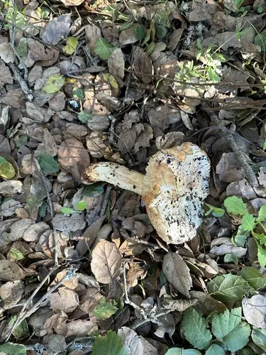 Western Matsutake (Tricholoma murrillianum), photo