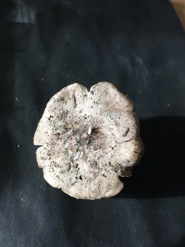 Tricholoma niveipes (Tricholoma niveipes), photo