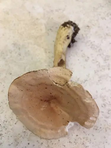 Tricholoma odorum (Tricholoma odorum), photo