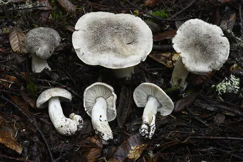 Leopard Knight (Tricholoma pardinum), photo