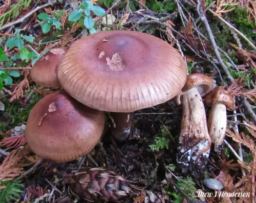 Red-Brown Trich (Tricholoma pessundatum), photo