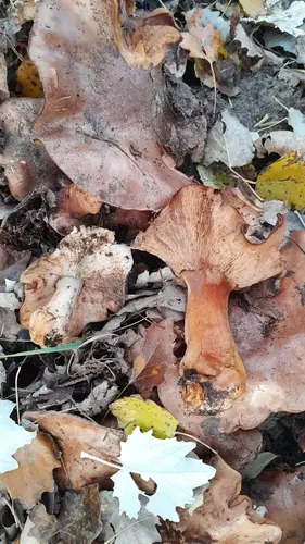 Poplar Knight (Tricholoma populinum), photo