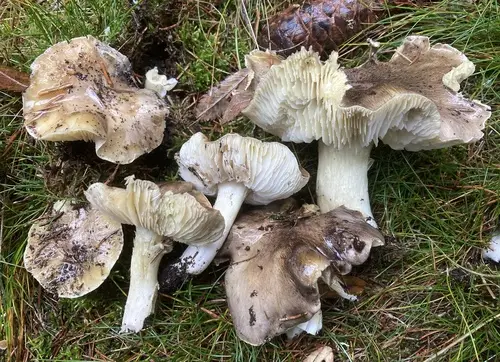 Coalman (Tricholoma portentosum), photo