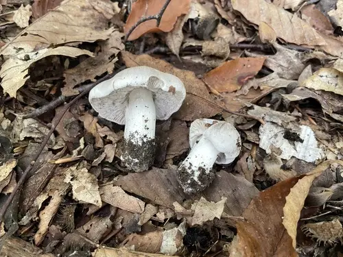 Tricholoma pullum (Tricholoma pullum), photo
