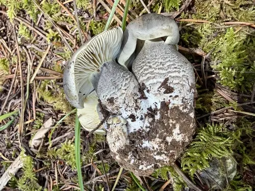 Soapy Knight (Tricholoma saponaceum), photo
