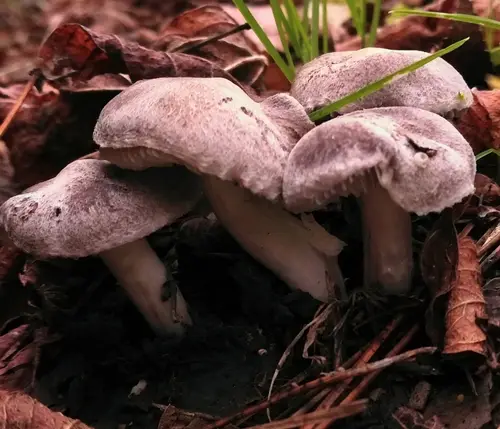 Yellowing Knight (Tricholoma scalpturatum), photo