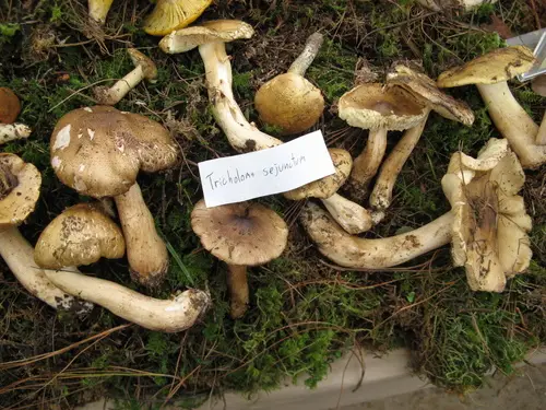 Deceiving Knight (Tricholoma sejunctum), photo