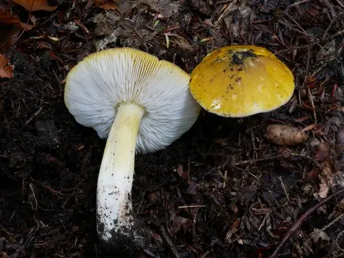 Yellow Tricholoma (Tricholoma subluteum), photo