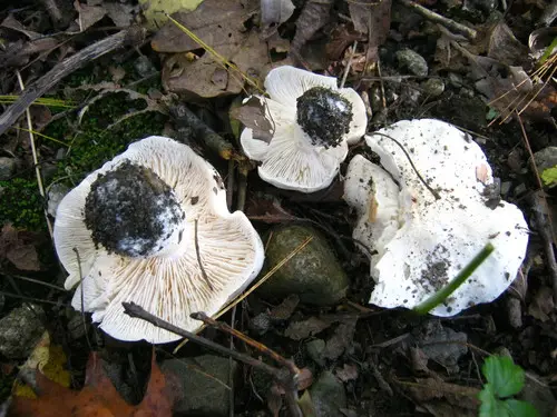 Tricholoma subresplendens (Tricholoma subresplendens), photo