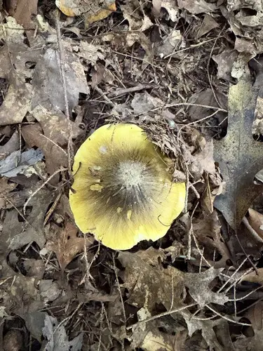 Tricholoma subsejunctum (Tricholoma subsejunctum), photo