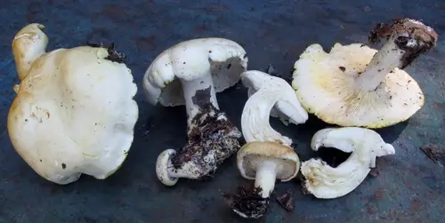 Yellow Staining Knight (Tricholoma sulphurescens), photo