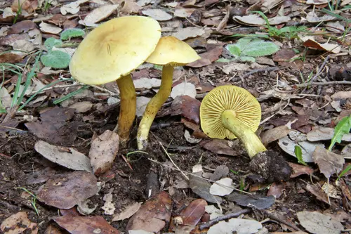 Stinky Knight (Tricholoma sulphureum), photo