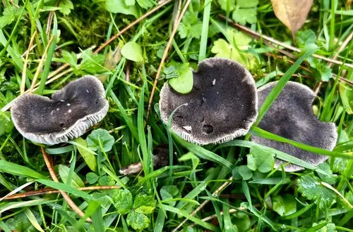 Dirty Tricholoma (Tricholoma terreum), photo