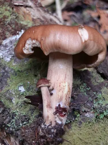 Changing Tricholoma (Tricholoma transmutans), photo