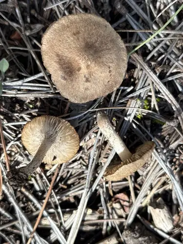 Tricholoma triste (Tricholoma triste), photo
