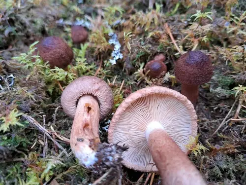 Scaly Knight (Tricholoma vaccinum), photo