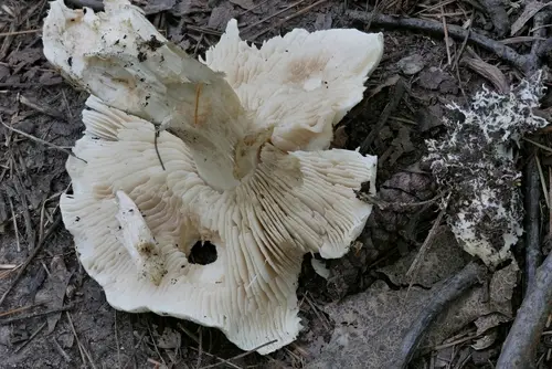 Tricholoma venenatum (Tricholoma venenatum), photo