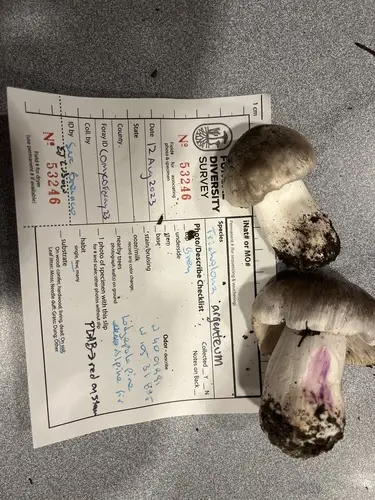Ashen Knight (Tricholoma virgatum), photo