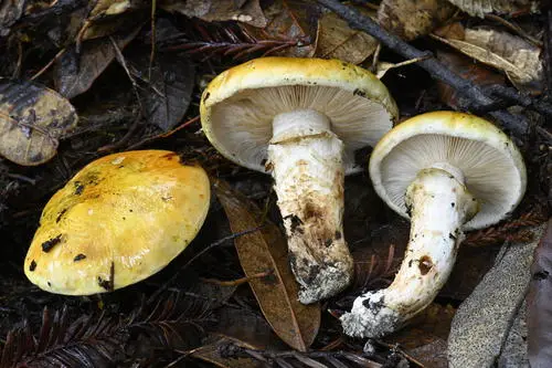 Tricholoma zelleri (Tricholoma zelleri), photo