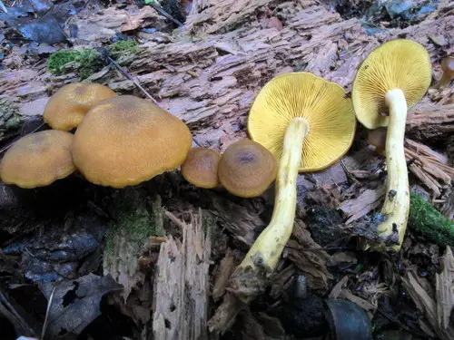 Decorated Mop (Tricholomopsis decora), photo