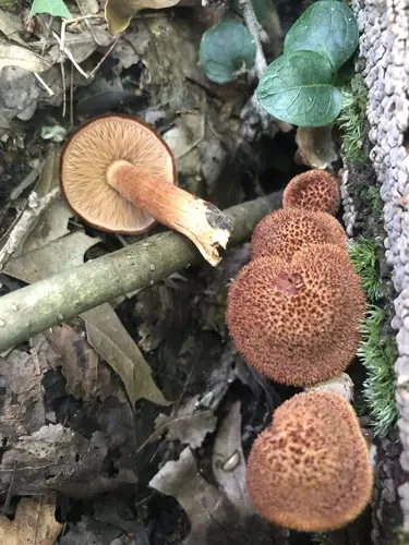 Tricholomopsis formosa (Tricholomopsis formosa), photo