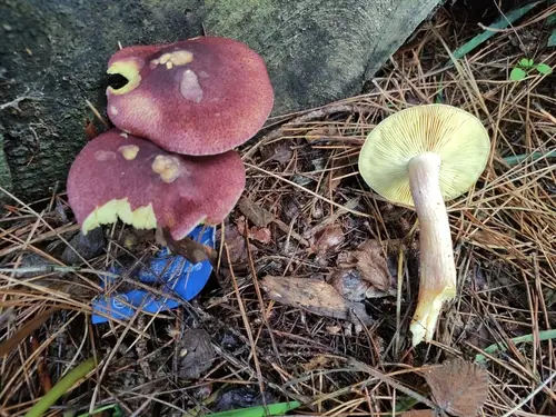 Plums And Custard (Tricholomopsis rutilans), photo