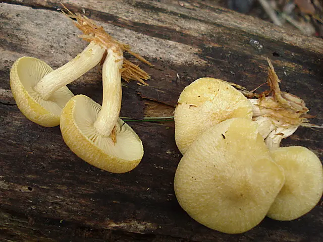 Tricholomopsis sulphureoides (Tricholomopsis sulphureoides), photo